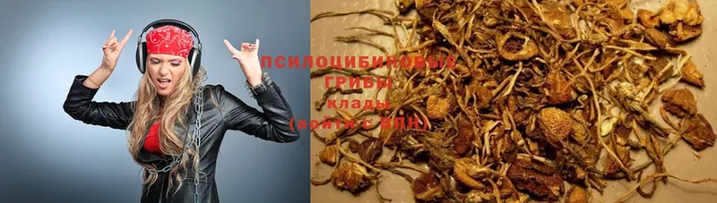 Псилоцибиновые грибы Psilocybe  ссылка на мегу ССЫЛКА  Новоузенск 